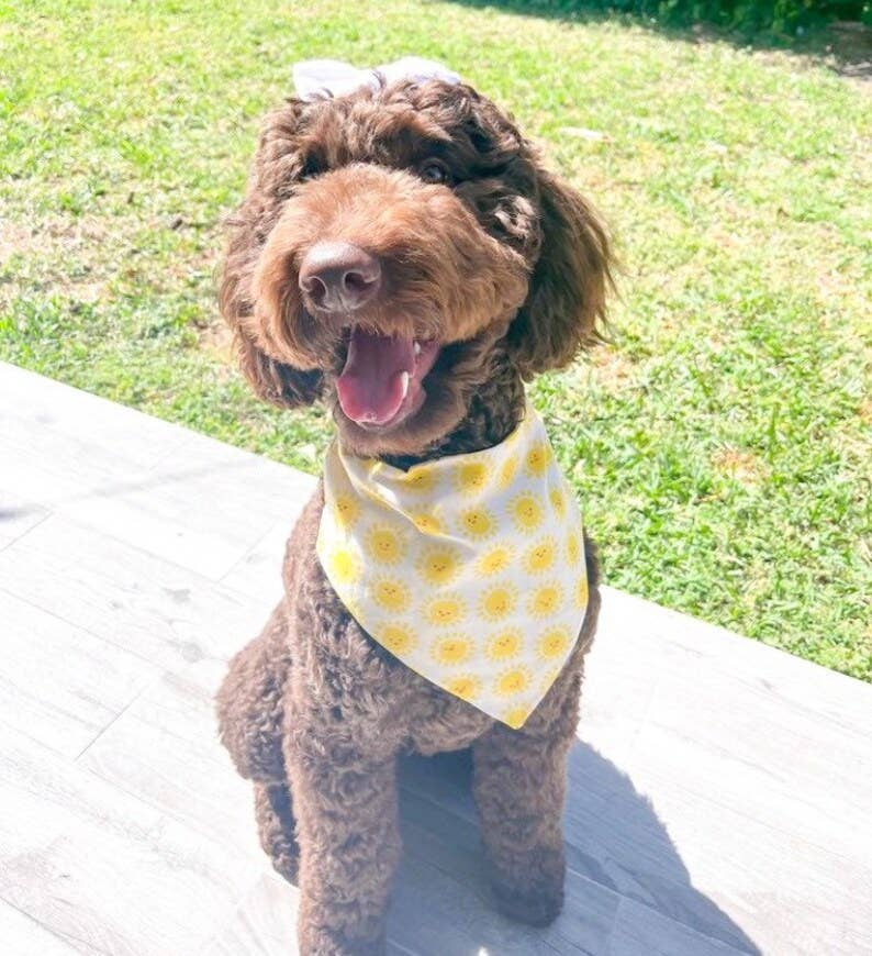 Sunflower Sunshine - Pet Bandana | Over the Collar