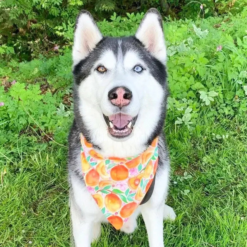 Just Peachy - Pet Bandana | Reversible | Over the Collar