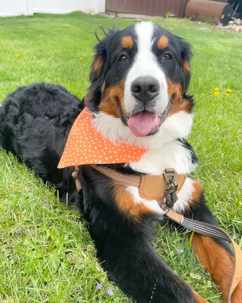 Just Peachy - Pet Bandana | Reversible | Over the Collar
