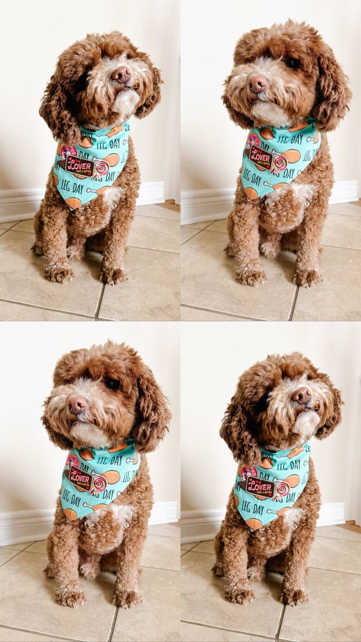 Patch Pet Bandana