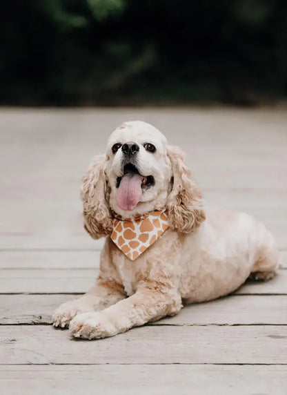 Safari - Pet Bandana | Reversible | Over the Collar